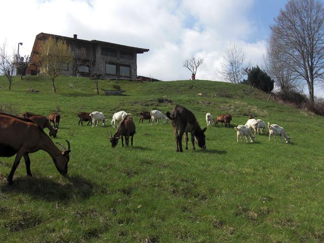 Agricoltura nell'ecosistema alpino